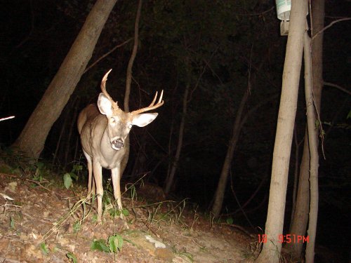 Wide seven point buck