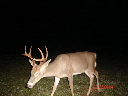 8 Point Buck