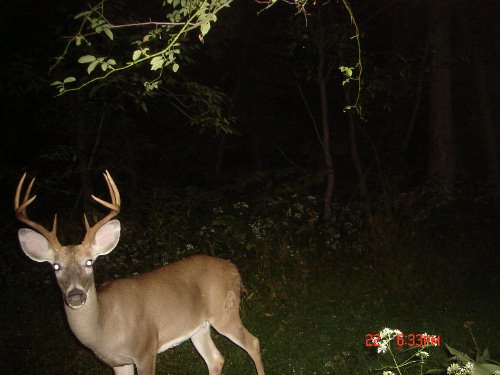 Eight point buck