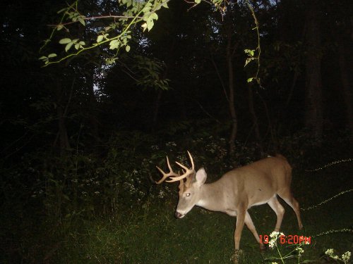 Nine point buck