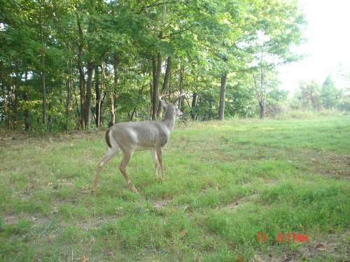 Eight point whitetail buck.