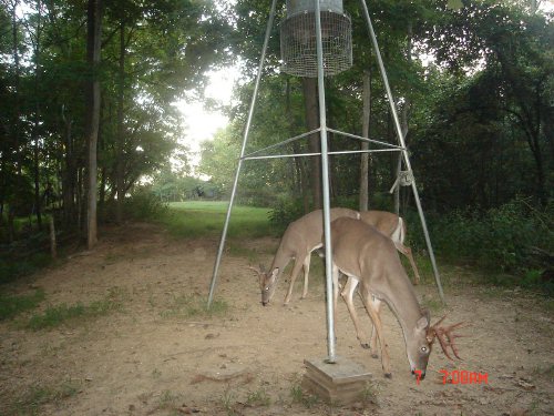 Nine point whitetail buck after shedding velvet.