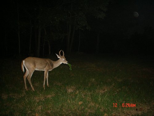 Spike buck eating leaves.