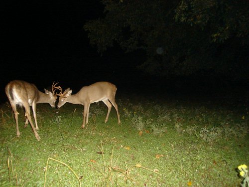 Whitetail bucks fighting