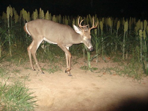 Close rack eight point buck