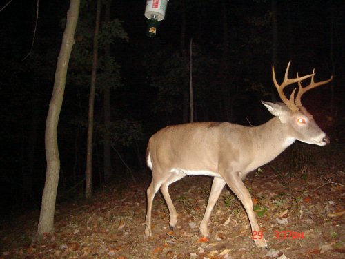 Eight point buck