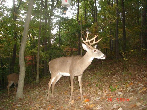 Nine point buck