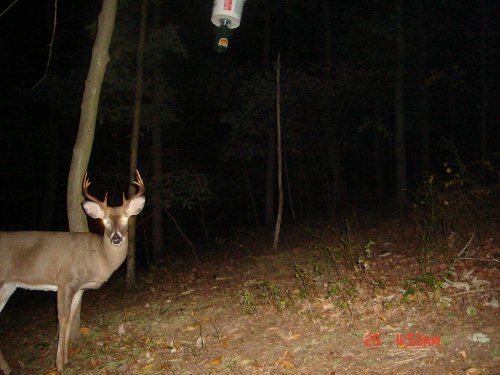 Ten point buck