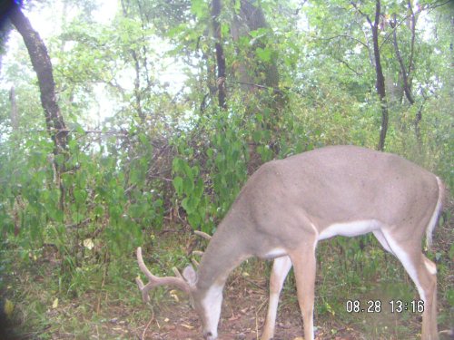 Buck in velvet