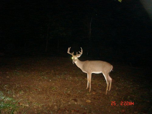 Nine point buck