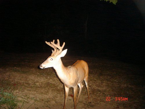 Nine point buck in velvet