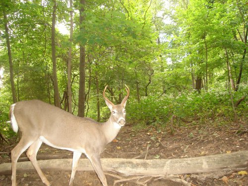 Four point buck