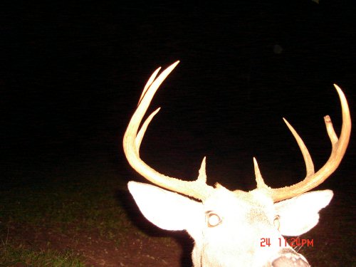 Nine point buck