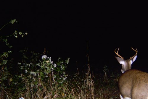 Six point buck