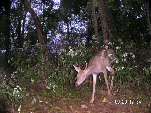 Trophy spike buck