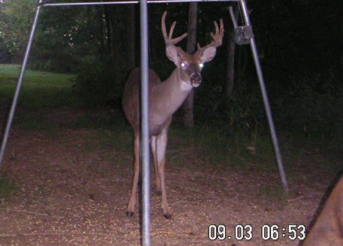 Nine point buck