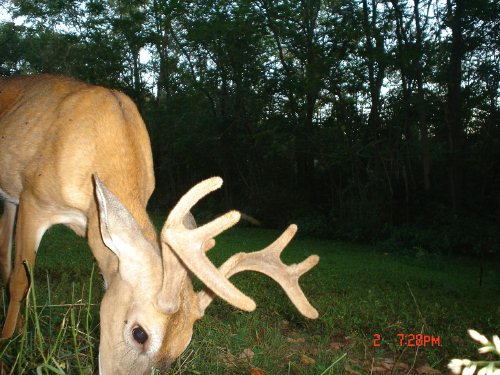 Eight point whitetail buck