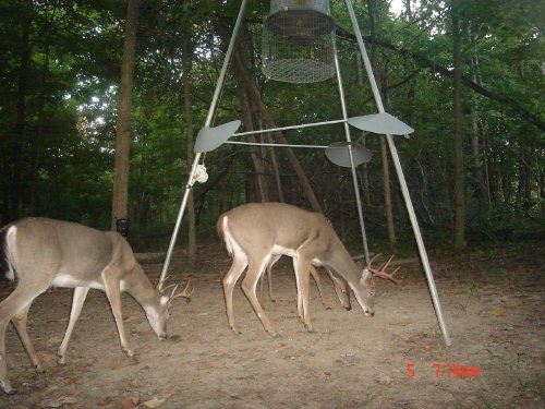 Buck with red antlers