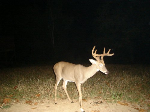 Split brow tine buck