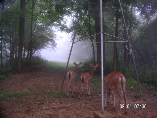 Twin fawns