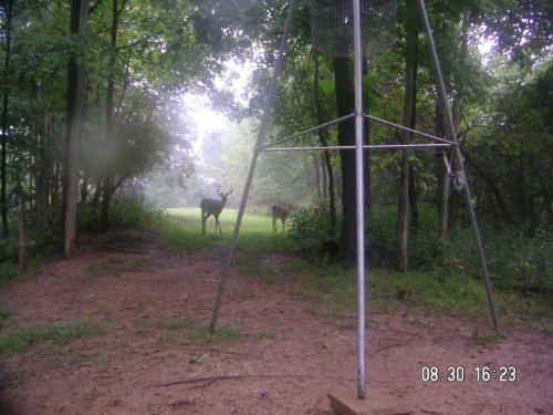 Three whitetail bucks