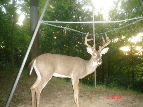 Nine point buck