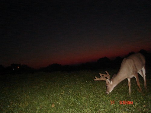 Eight point buck