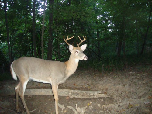 Eight point buck