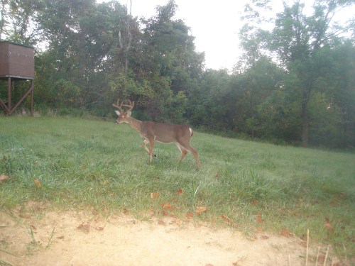 Buck in food plot