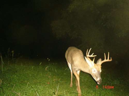 Ten point buck