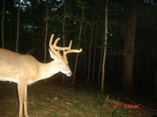 Seven point buck