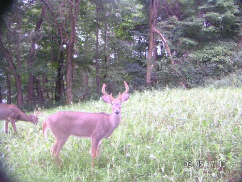 Nine point whitetail buck