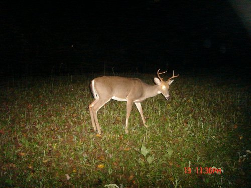 5 point buck