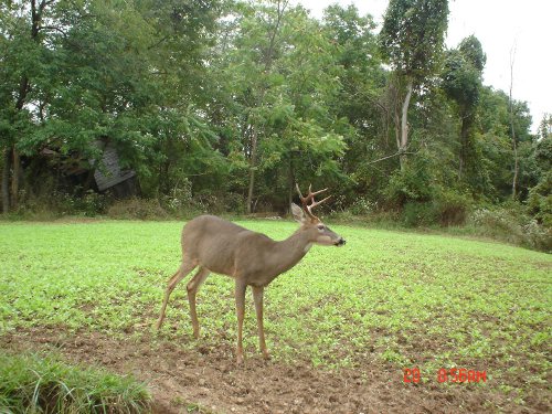 8 Point Buck