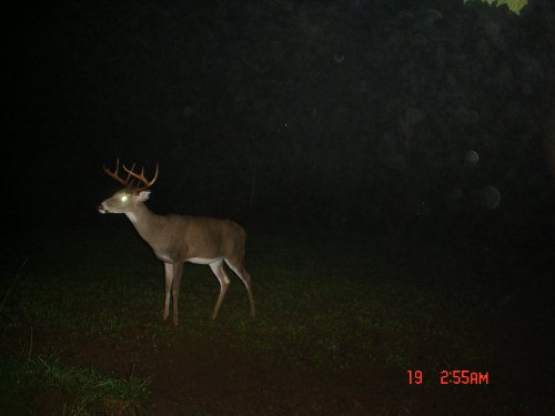 9 point buck