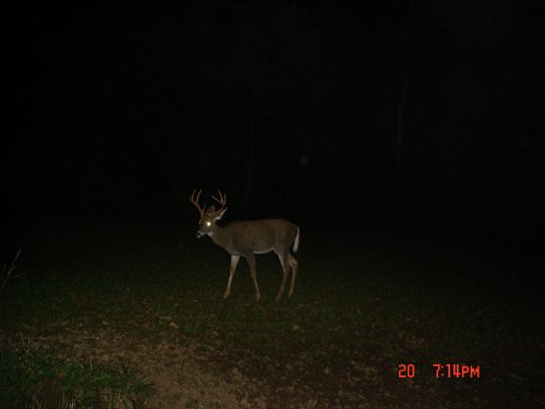 Eight point buck