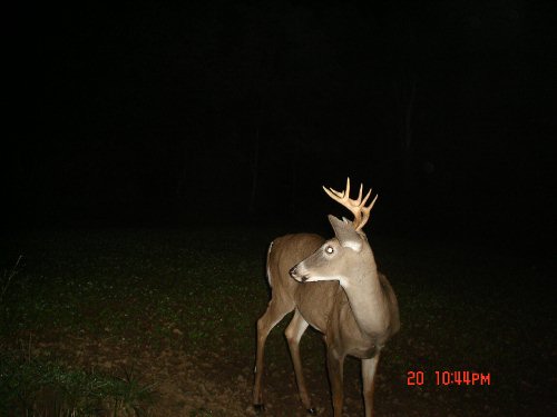 Nine point buck