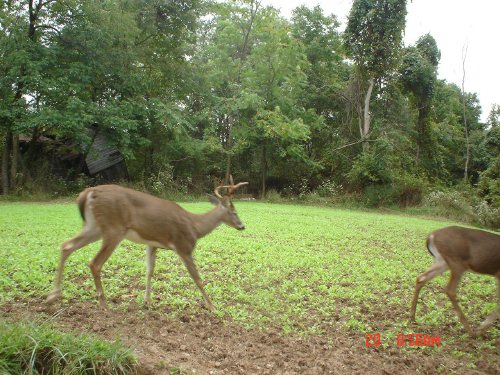 Seven point buck