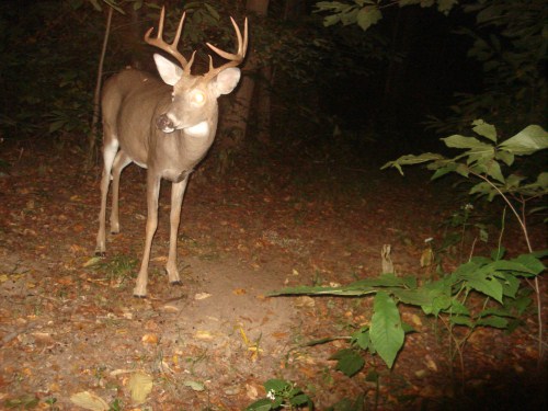 Eight point buck