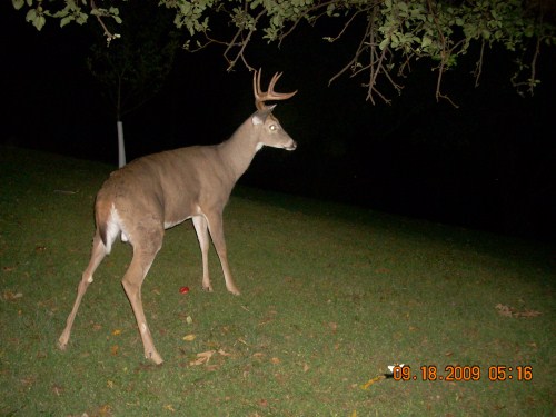 Apple tree buck