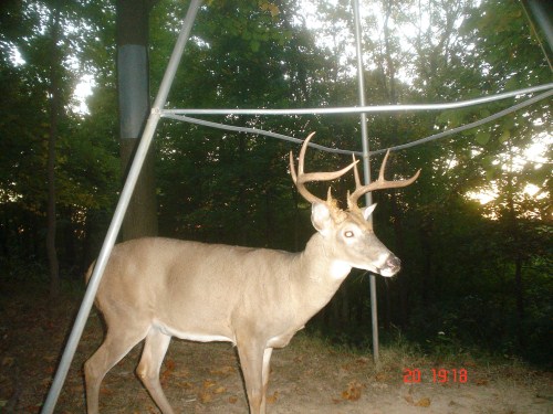 BIg eight point buck