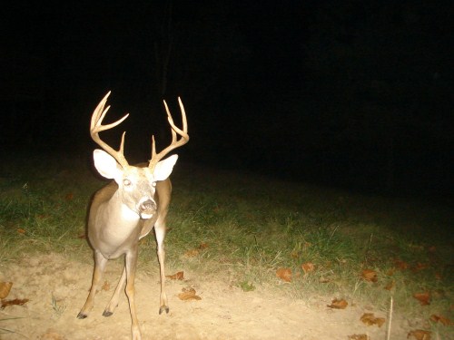 Big nine point buck