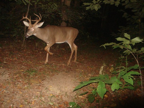 Eight point buck