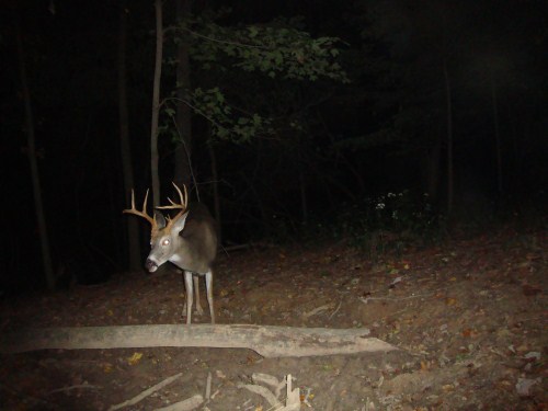 Nine point buck