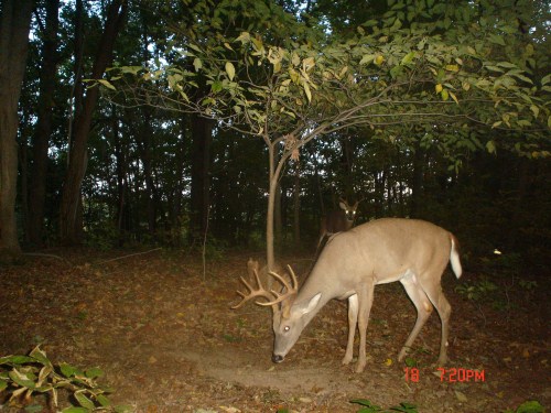 Ten point buck