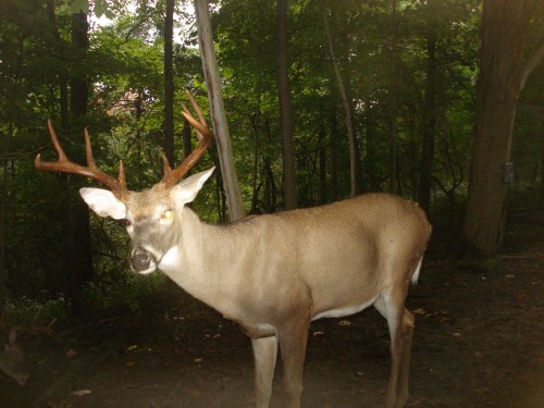 Big eight point buck