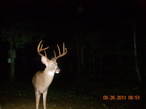 Big ten point buck