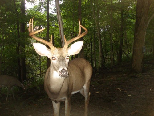 Seven point buck