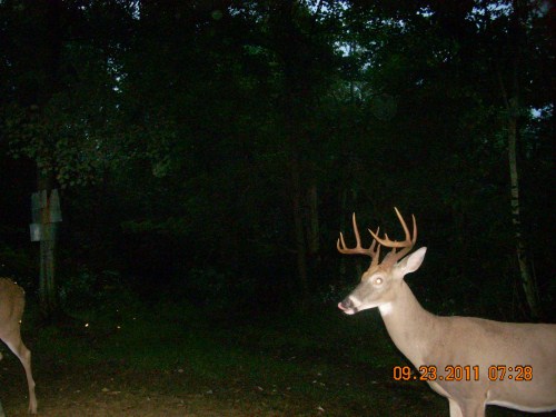 Ten point buck