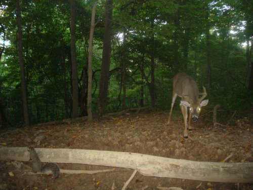 Buck and squirrel